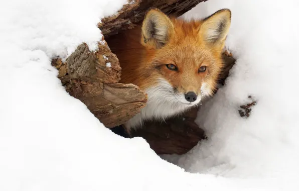 Picture winter, face, snow, Nora, Fox