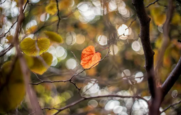 Autumn, sheet, tree