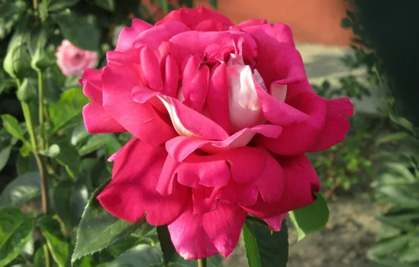 Summer, flowers, rose, 2018, June, Meduzanol ©