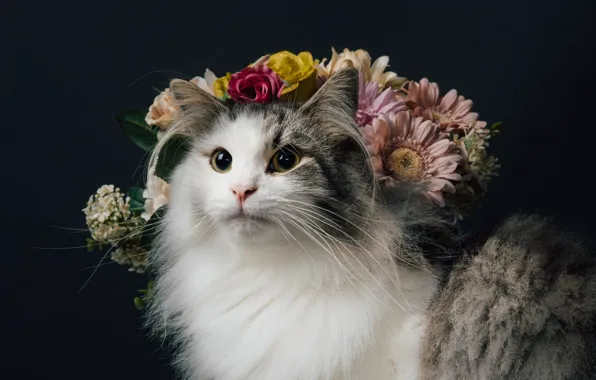 Picture cat, look, flowers, background, portrait, fluffy, Norwegian forest cat