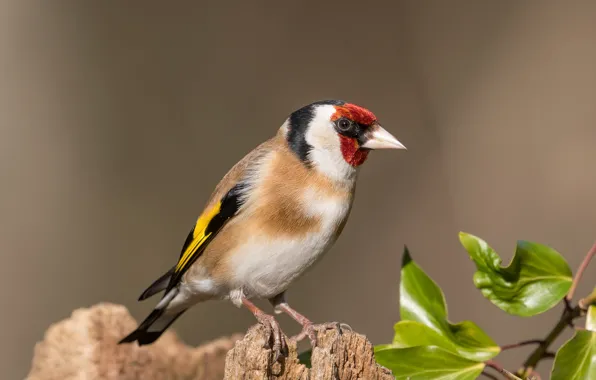 Picture bird, stump, goldfinch