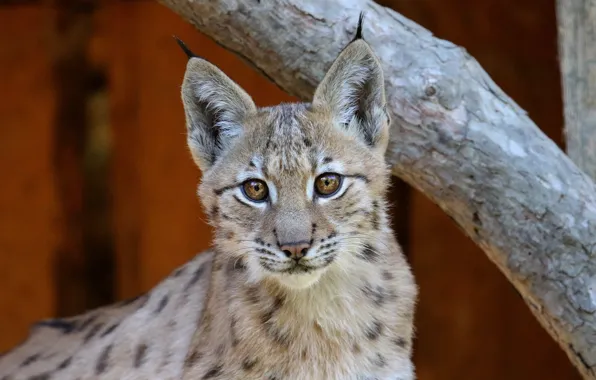 Look, face, background, tree, lynx, wild cat, a small lynx, a small lynx