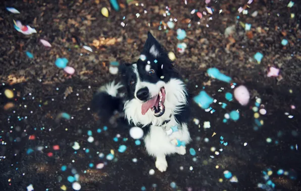 Look, background, dog