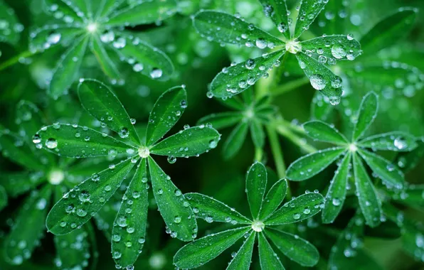 Picture greens, grass, drops, umbrellas, Ross