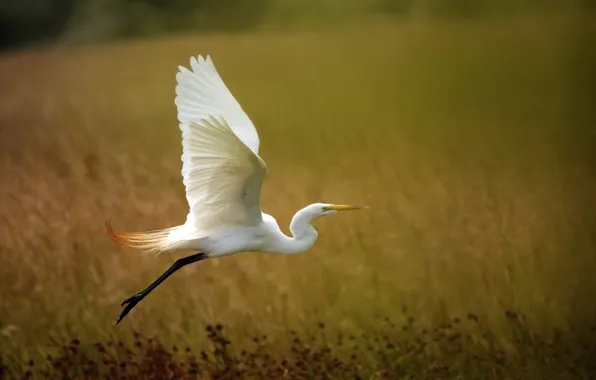 Picture background, wings, the rise, Heron, white egret