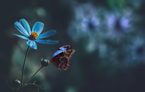 Flower, macro, the dark background, collage, butterfly, blue, blue, bokeh
