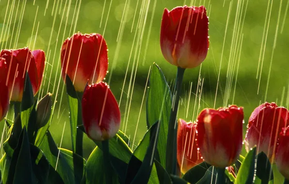 Picture greens, summer, the sun, rain, tulips, red tulips