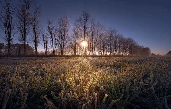 Picture frost, grass, morning