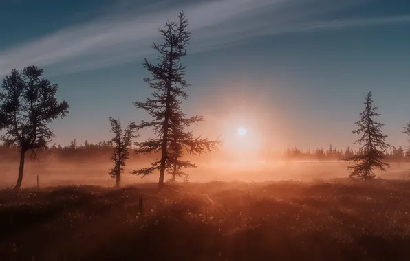 Forest, the sun, rays, fog, sunrise, Morning
