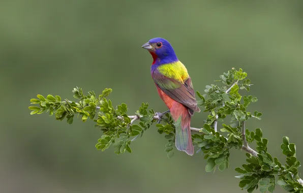 Leaves, bird, branch, rainbow, green background, bright plumage, painted sancopy cardinal, sancopy cardinal