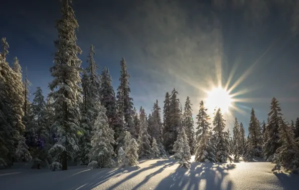 Winter, frost, forest, the sky, the sun, clouds, rays, light