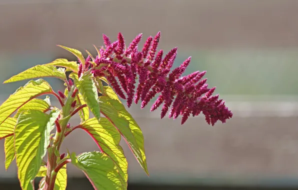 Blurred background, inflorescence, amaranth