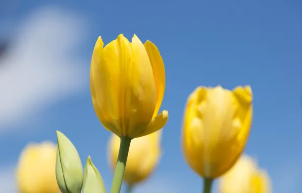 Macro, flowers, tulips