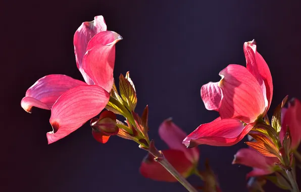 Picture nature, petals, stem