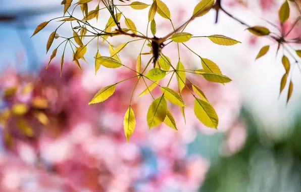 Leaves, nature, background