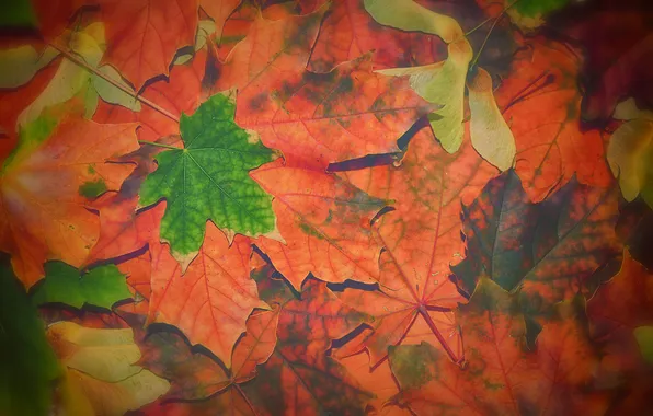 Autumn, leaves, nature