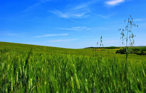 Field, the sky, cereals