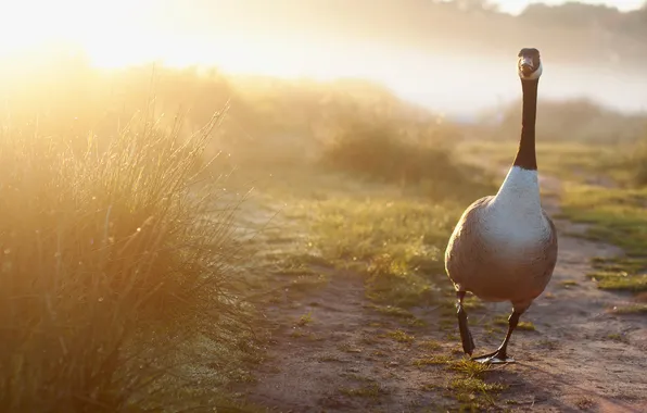 Picture light, bird, morning, goose