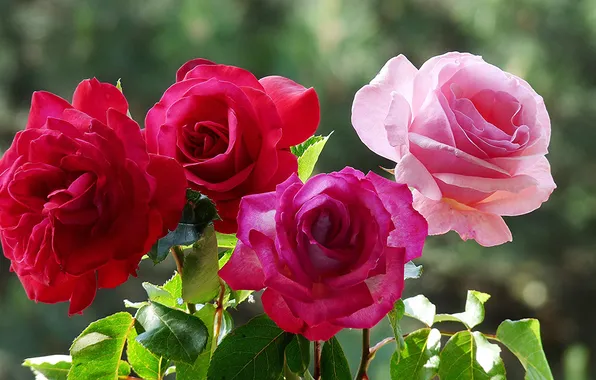 Macro, rose, Bush, petals, garden