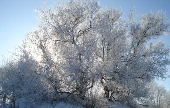 Picture frost, the sun, Winter, frost