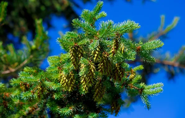 Picture spruce, branches, needles, trees