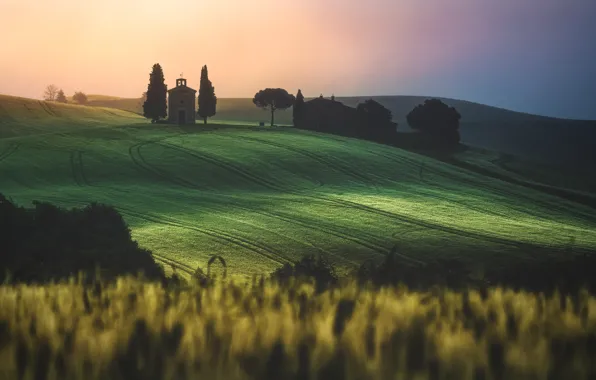 Road, greens, field, summer, the sky, light, trees, fog