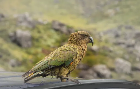 Picture bird, beak, parrot, Kea