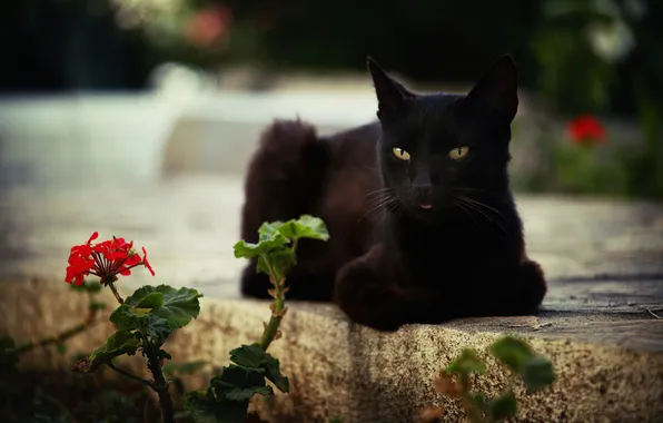 Cat, flower, cat, look, pose, black, lies, face