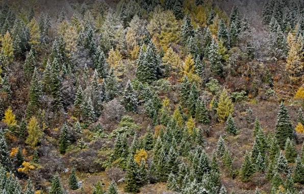 Frost, autumn, forest, China