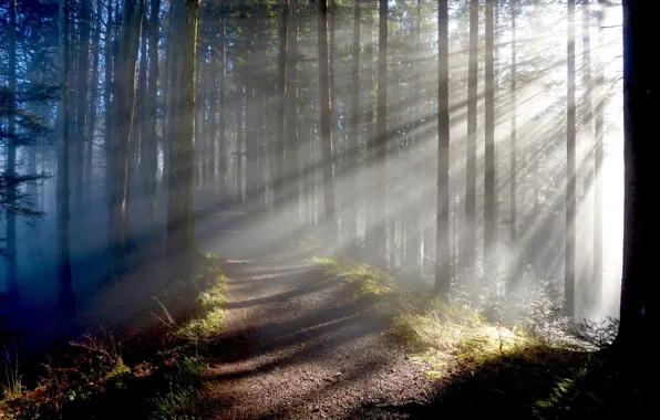 Forest, rays, trees, trail, forest, trees, rays, trail