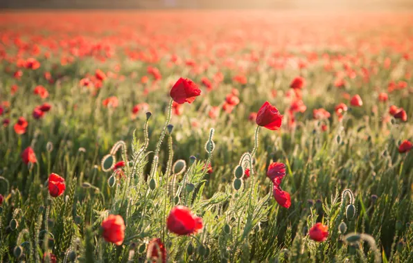 Picture wheat, summer, flowers, Maki, ears, cereals, poppy field
