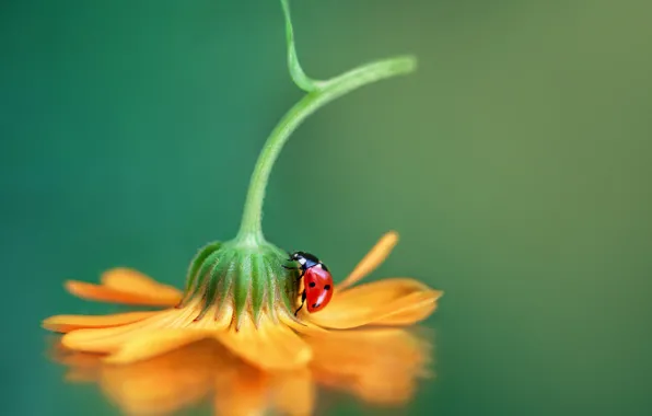 Picture flower, macro, ladybug, beetle