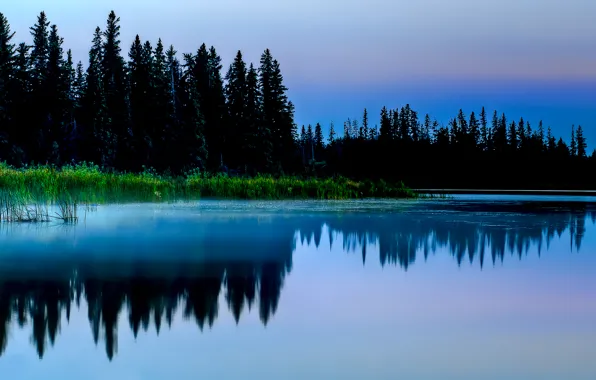 Picture forest, grass, nature, lake, pond, reflection, thickets, swamp