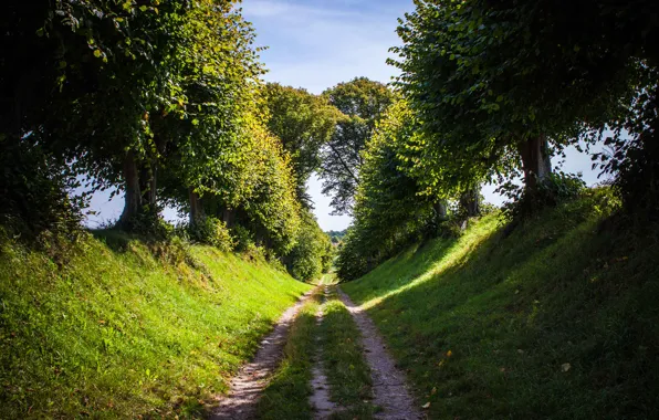 Road, summer, the sky, grass, trees, nature