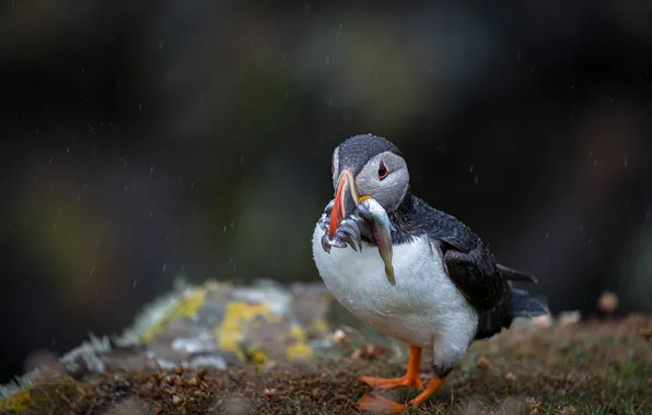 Look, nature, the dark background, rain, bird, fish, stalled, mining