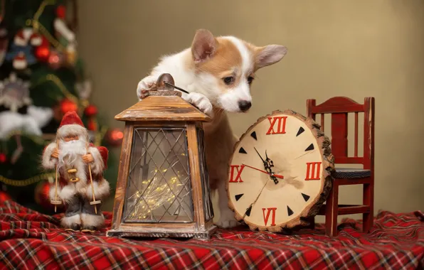 Watch, dog, lantern, puppy, New year, Santa Claus, Santa Claus, doggie