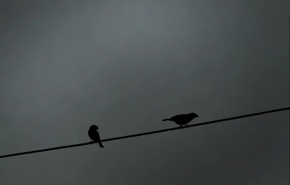 Wire, Birds, Silhouette, Shadow, Bird, Sparrows