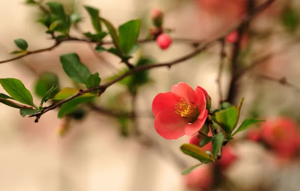 Flowers, branches, spring, red, flowering, quince
