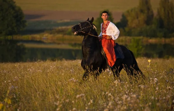 Picture field, horse, male, Ukraine, Ukraine