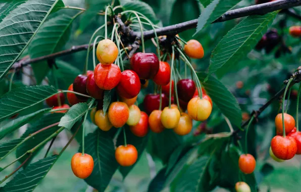 Summer, branches, cherry, berries, tree, foliage, yellow, harvest