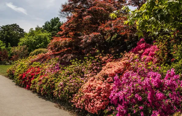 Trees, flowers, Park, England, track, Sunny, the bushes, rhododendrons