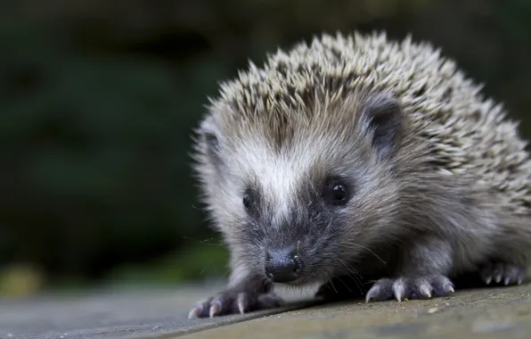 Picture background, Hedgehog, hedgehog