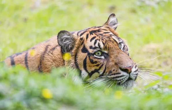 Mustache, face, tiger, wild cat