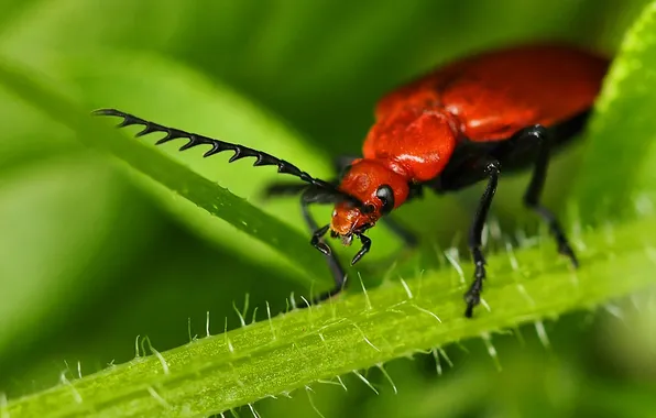 Picture nature, plant, beetle