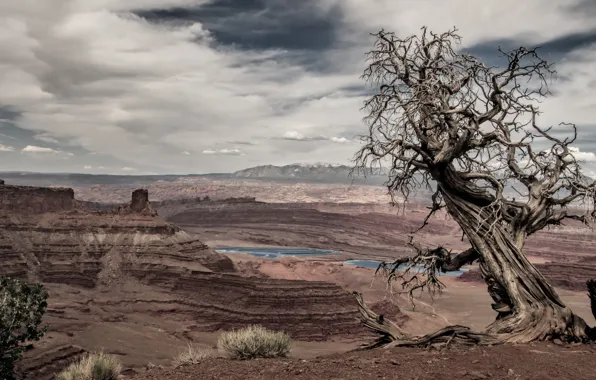 Trees, landscape, mountains