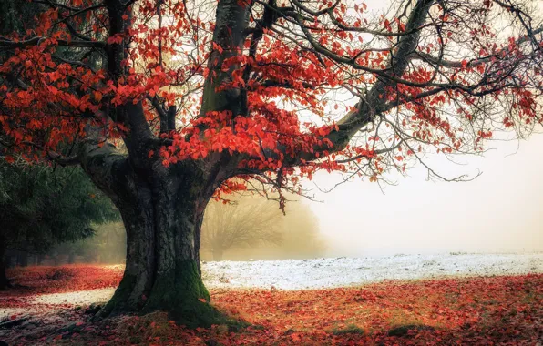 Picture autumn, trees, nature