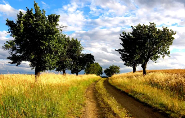 Picture road, field, trees