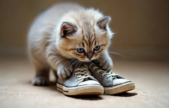 Cat, look, pose, kitty, the game, shoes, sneakers, legs