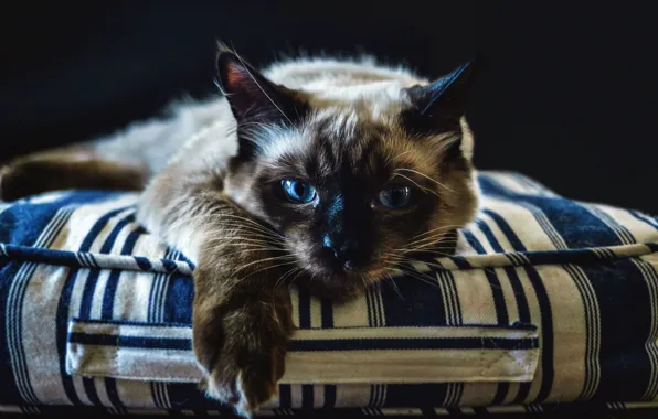 Cat, cat, look, face, strips, pose, background, dark