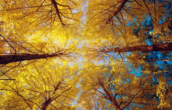 Picture autumn, forest, trees
